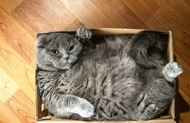 แมวกับกล่อง